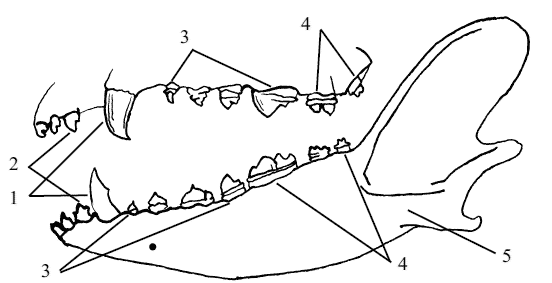 Рис. 3. Внешний вид зубов собак: 1 – клыки, 2 – резцы, 3 – премоляры, 4 –