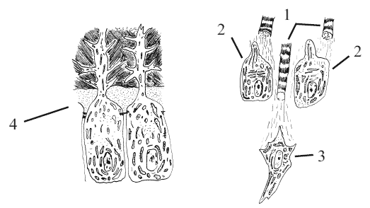 Рис 9. Схема строения одонтобластов: 1 – коллагеновые волокна, 2 – ондобласты,