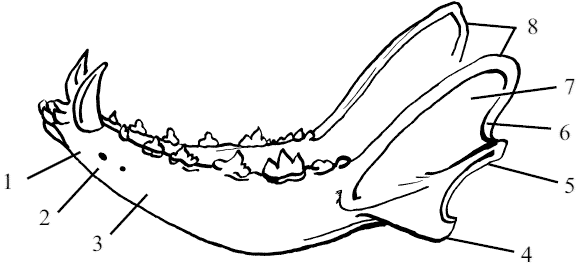 Рис. 15. Нижнечелюстная кость собаки: 1 – резцовая часть тела (pars incisiva),