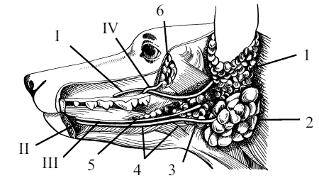 . 19.    : 1     (glandula