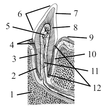 Рис. 26. Скелет зуба: 1 – кость, 2 – цемент, 3 и 8 – дентин, 4 – шейка, 5