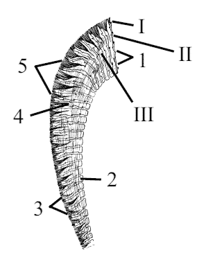 Рис. 28. Схема расположения волокон и дентинных канальцев: 1 – дентинные
