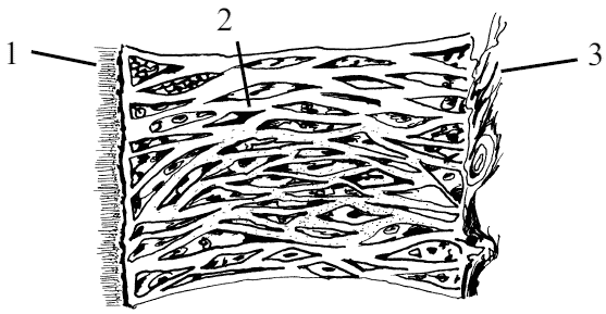 Рис. 30. Схема строения коллагеновых волокон периодонта зубов: 1 – цемент