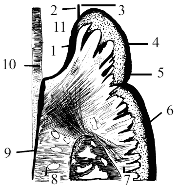 . 34.   : 1   , 2  