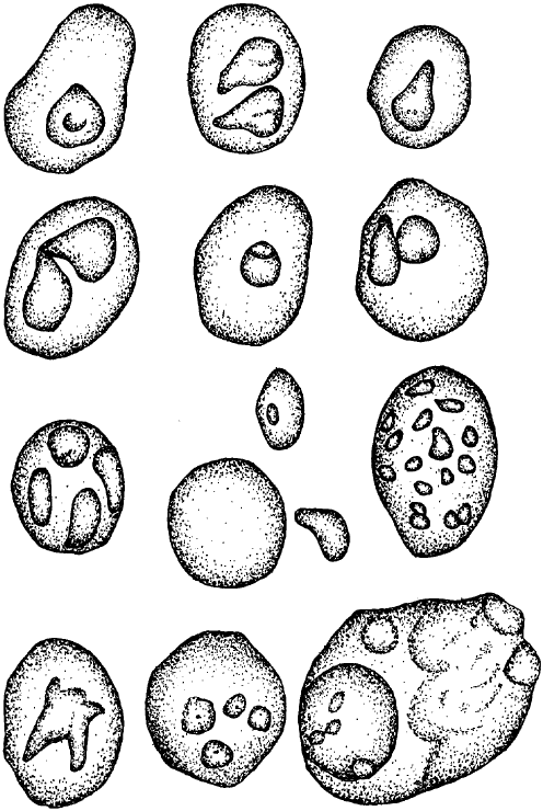 Piroplasma Canis