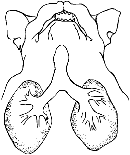 Дыхательная система бульдога (фронтальный вид)