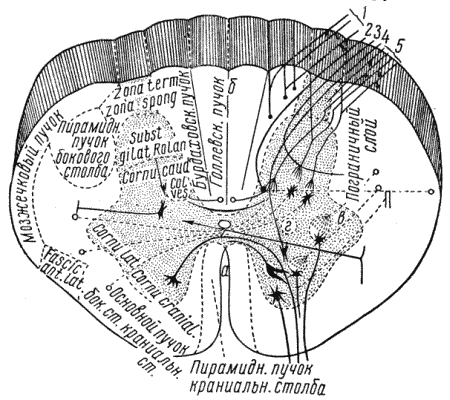 Рис. 37. Схематическое изображение поперечного сечения спинного мозгаНа нем