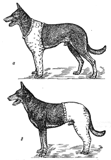 Рис. 49. Гипсовая повязка на конечностях собакиа — на передней конечности