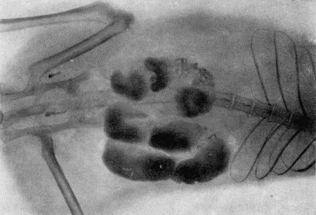 Рис. 155. Рентгенограмма матки собаки при скоплении гнойного эксудатаПри катаральном