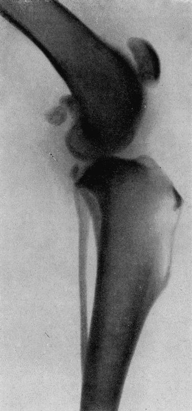 Рис. 163. Рентгенограмма в области коленного сустава собакиПросвечивание головы