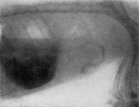 Рис. 168. Рентгенограмма с желудка собаки с сернокислым бариемКоличество сернокислого