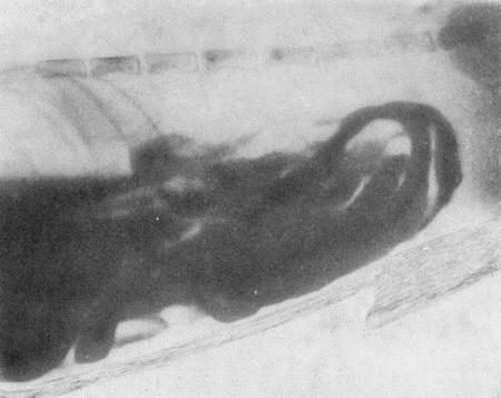 Рис. 169. Рентгенограмма с кишечника собаки с контрастным веществомДля исследования
