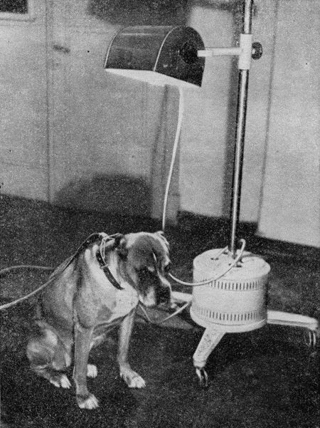 Рис. 177. Облучение собаки лампой ПРК-2Ртутно-кварцевая лампа ПРК-2 работает