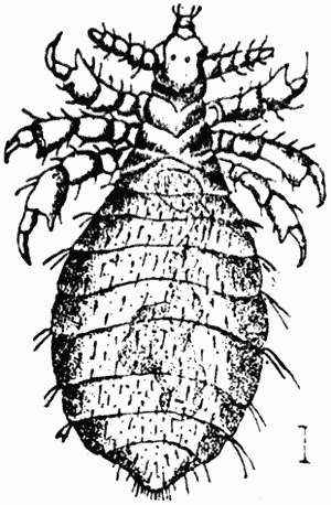 . 31.   (Haematopinus piliferus).