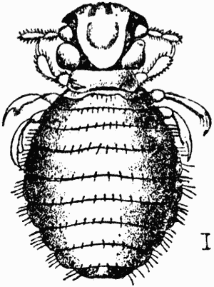32.   (Trichodectes latus).   