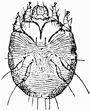 Рис. 33. Чесоточный клещ (Sarcoptes squamiferus)Рис.