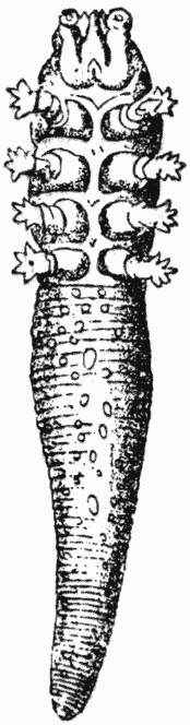 . 35.  (Acarus foliiculerum).  .