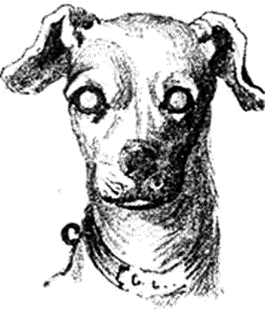 Рис. 43. Серая катаракта на обоих глазах собакиЧерная катаракта. Амавроз. Amaurosis.