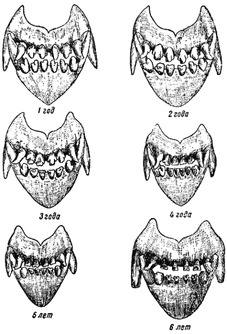 Рис. 11. Определение возраста собаки по зубамПри рождении у щенят зубов нет.