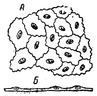 Рис. 27. Плоский однослойный эпителийА — вид с поверхности; Б — вид в разрезе