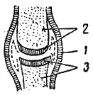 Рис. 36. Сформированный простой сустав1 — капсула сустава; 2 — у одной кости