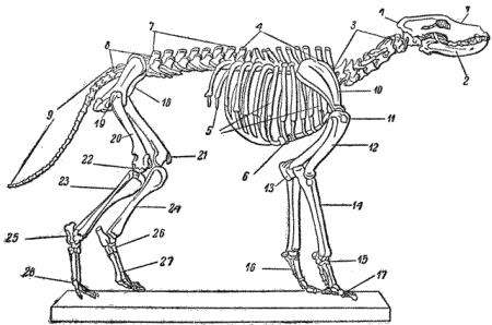 Рис. 37. Скелет собаки1 — череп; 2 — нижняя челюсть; 3 — шейные позвонки;