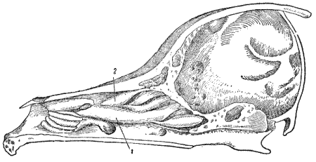 Рис. 48. Носовая полость собаки1 — нижняя носовая раковина; 2 — верхняя носовая