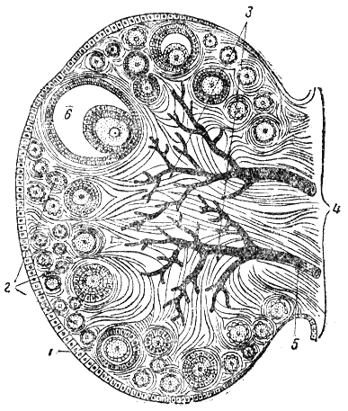 Рис. 63. Схема разреза яичника1 — зачатковый эпителий; 2 — фолликулярная зона;