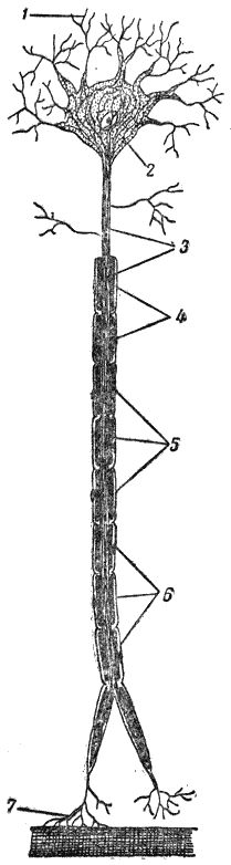 Рис. 69. Нейрон (схема)1 — дендриты; 2 — тело нервной клетки; 3 — нейрит;