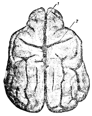 Рис. 72. Головной мозг собаки (вид с верхней стороны)1 — главная продольная