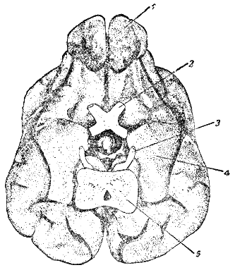 Рис. 73. Головной мозг собаки (вид с нижней стороны)1 — обонятельная луковица;