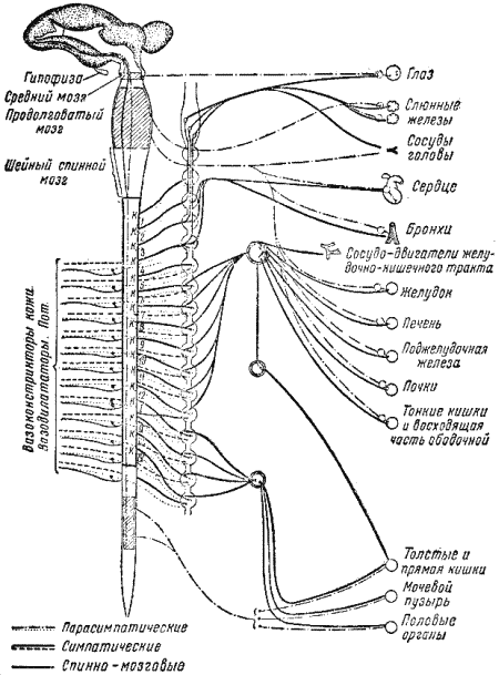 Рис. 76. Схема вегетативной нервной системыПериферический отдел вегетативной