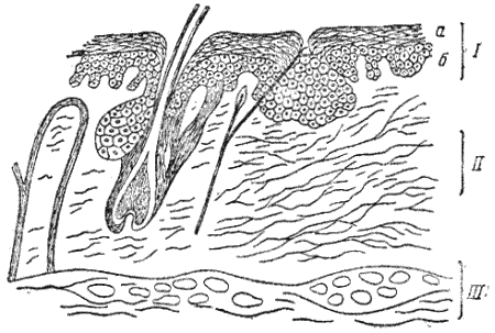 Рис. 81. Схема строения кожиI — эпидермис, II — основа кожи; III — подкожная