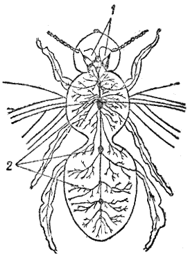 Рис. 86. Строение нервной системы насекохмого1 — головные узлы; 2 — грудные