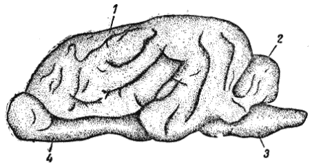 Рис. 88. Головной мозг собаки1 — полушарие; 2 — мозжечок; 3 — продолговатый