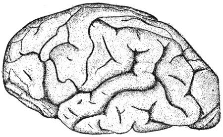 Рис. 89. Головной мозг орангутангаИндивидуально приобретенное поведение наибольшего