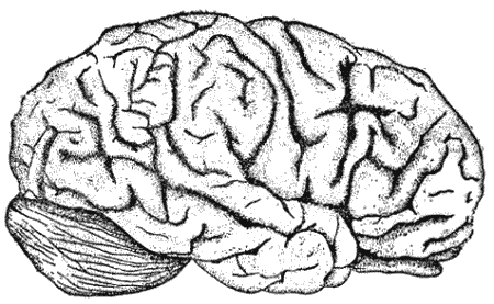 Рис. 90. Головной мозг человекаВсе вышеприведенное иллюстрирует тесную взаимосвязь