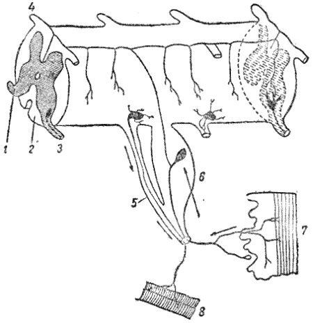 Рис. 92. Схема рефлекторной дуги в спинном мозгу позвоночных животных1 и 2