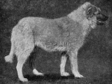 Рис. 6. Кавказская овчарка — сука Шугара, рожд. 1944 г., происхождение неизвестно,
