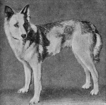 Рис. 26. Тип племенной суки — немецкой овчарки 1890 г.Немецкая овчарка была впервые