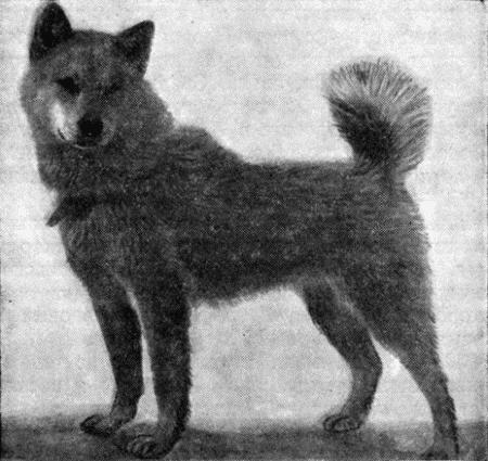 Рис. 33. Северо-восточная ездовая собака — кастрат Лиска (Камчатка)Описание типичных