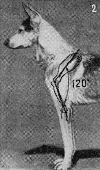 Рис. 42. Формы плеча: 2 — прямоеПосаженная на перед с острым плечевым углом собака