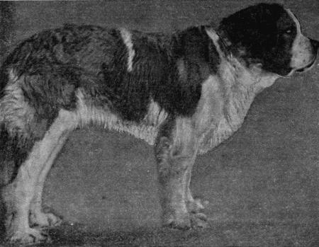 Рис. 48. Собака рыхлого, сырого типа конституцииШея короткая, с подвесом, часто