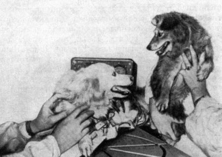 Рис. 28. Собака Нева, уложенная в специальный лоток, укреплена на вибростендеНа