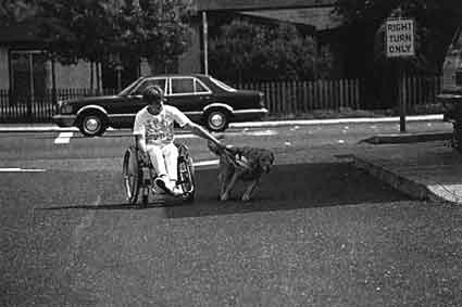 Рис. 41. Собака-помощник, тянущая инвалидную коляску. Для собаки это очень