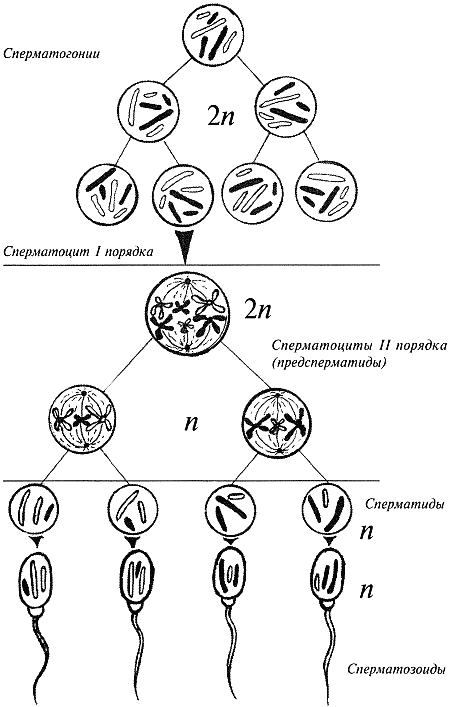 Рис. 1. Схема сперматогенезаРазвитие сперматозоидов происходит в семенных