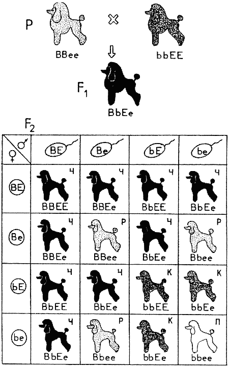 Рис. 18. Комплементарное взаимодействие генов, определяющих окраску собак: соотношение