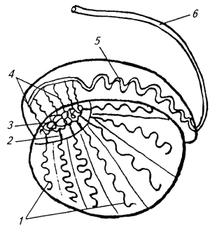 Рис. 5. Схематическое изображение семенника и его придатка, сагиттальный